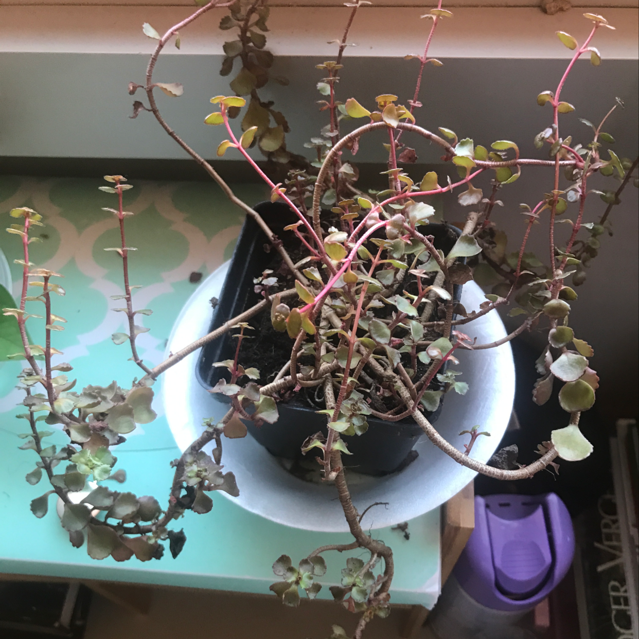Photo of the plant species Dragon's Blood Clover by Shandrea named Romona on Greg, the plant care app