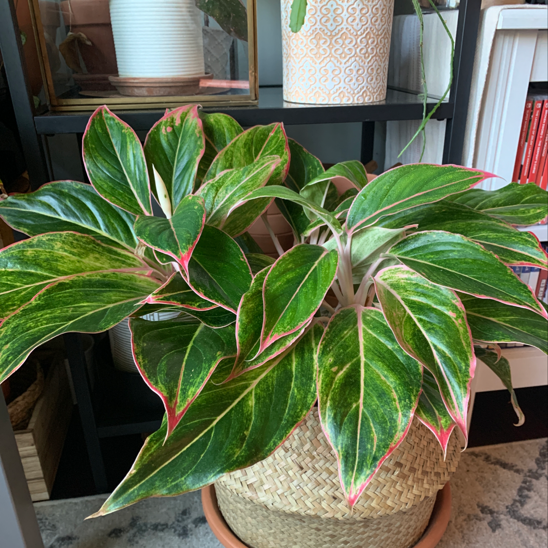 Triostar Stromanthe plant with vibrant green leaves and pink edges in a woven basket.