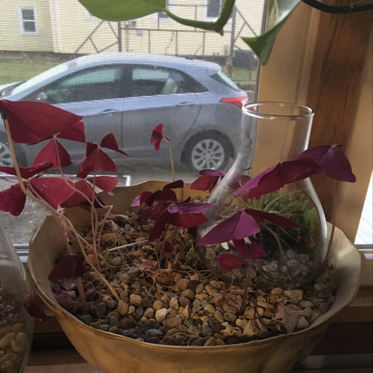 A healthy potted Purple Shamrock plant with bright purple leaves, sitting on a windowsill with a car parked outside.