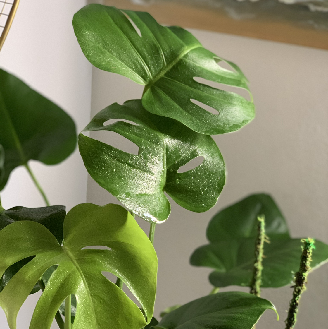 Photo of the plant species Monstera by @krazykellster named Momo on Greg, the plant care app