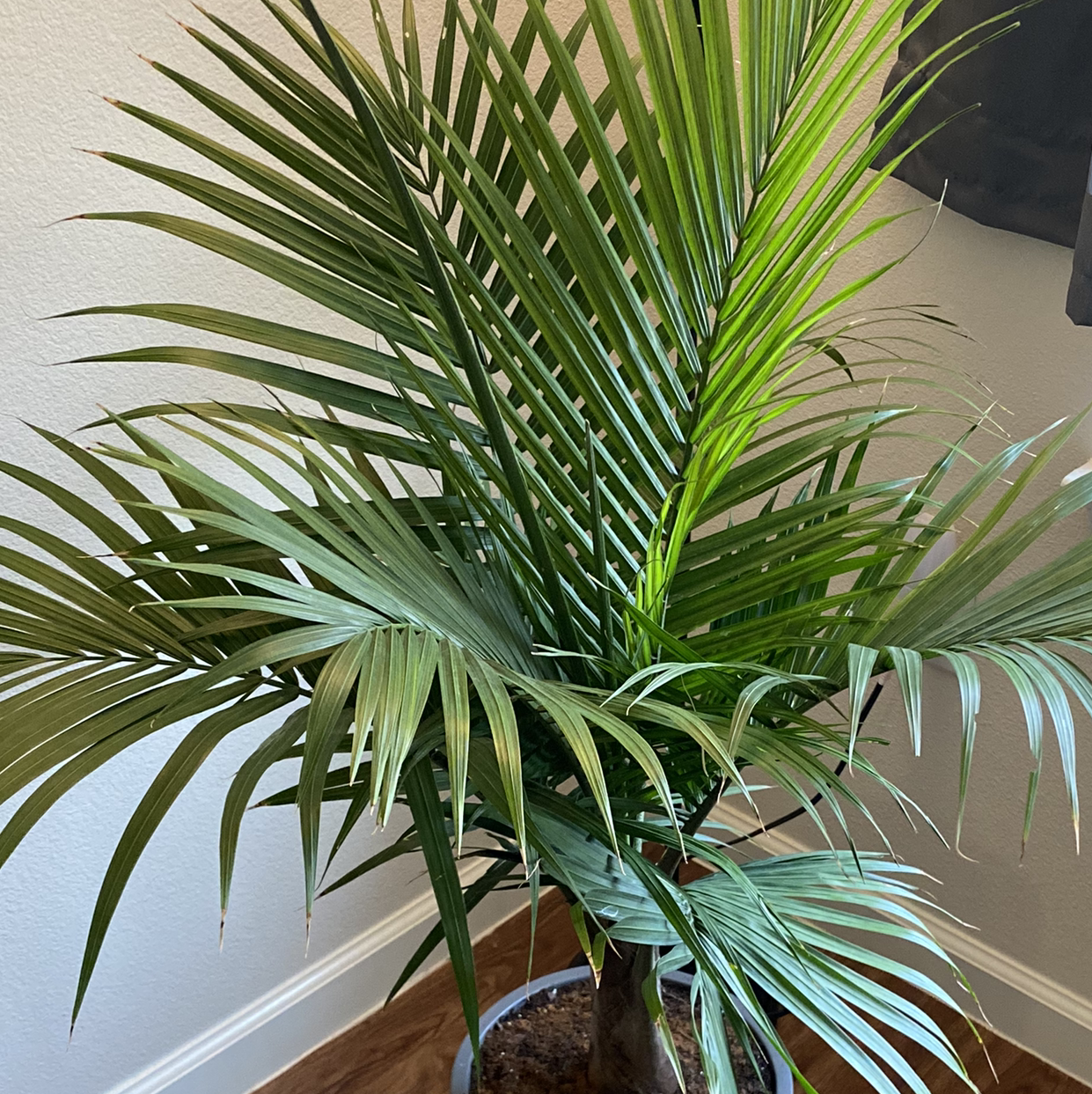 Thriving potted majesty palm with long arching fronds and vibrant green foliage, in a woven plant basket indoors.