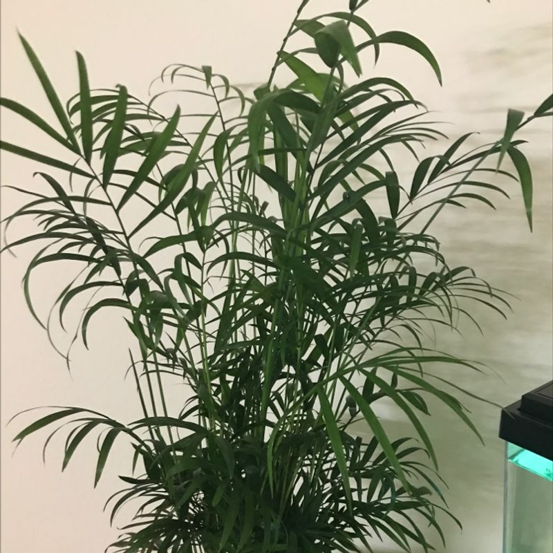 Healthy parlour palm with lush green arching fronds, no signs of disease, well-framed against neutral background.
