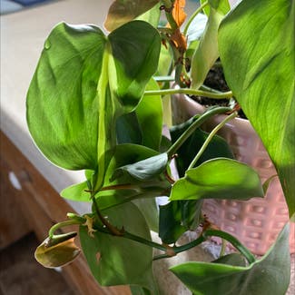 Heartleaf Philodendron plant in Susanville, California