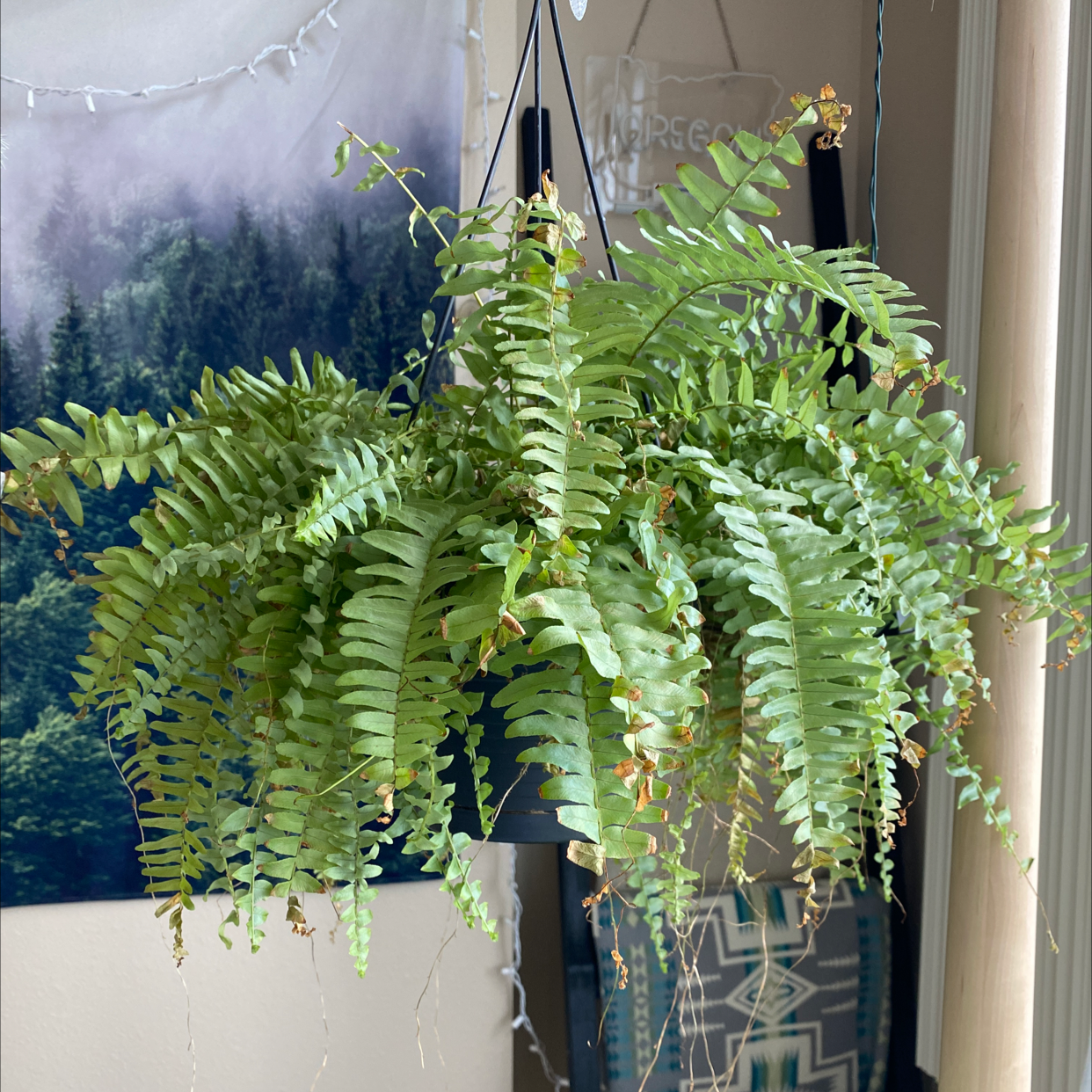 Lush, healthy Boston fern with vibrant green foliage, hanging in a planter in front of a window with sheer curtains.