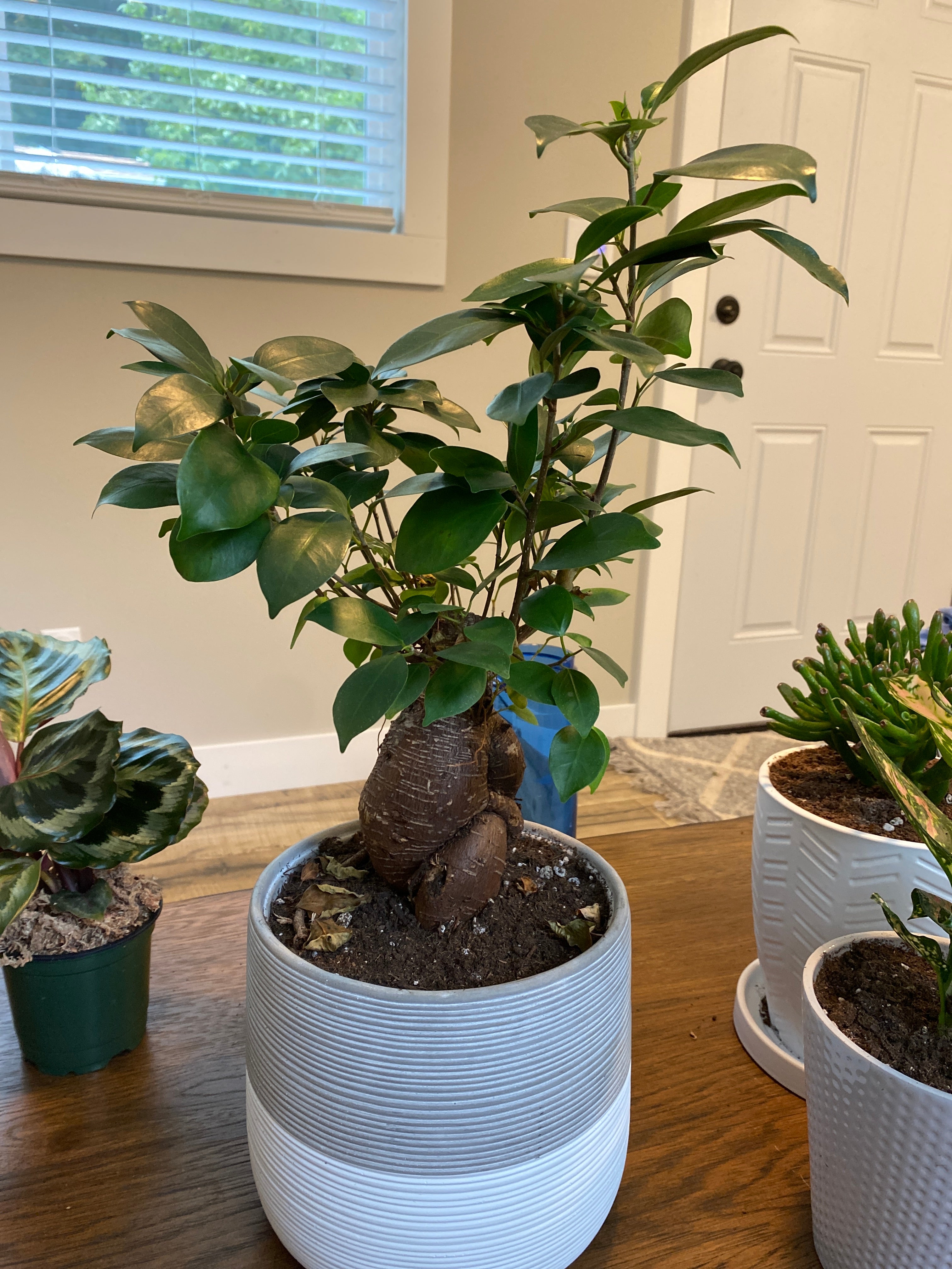 Ficus Ginseng is Toxic To Cats 🐈