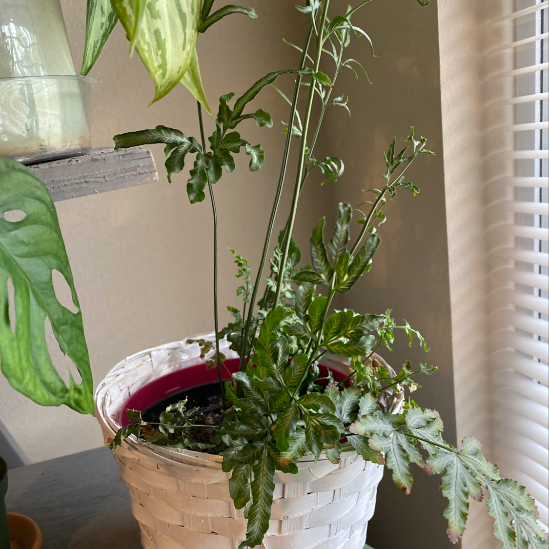 Ming Aralia plant in a white woven pot with some browning and curling leaves.