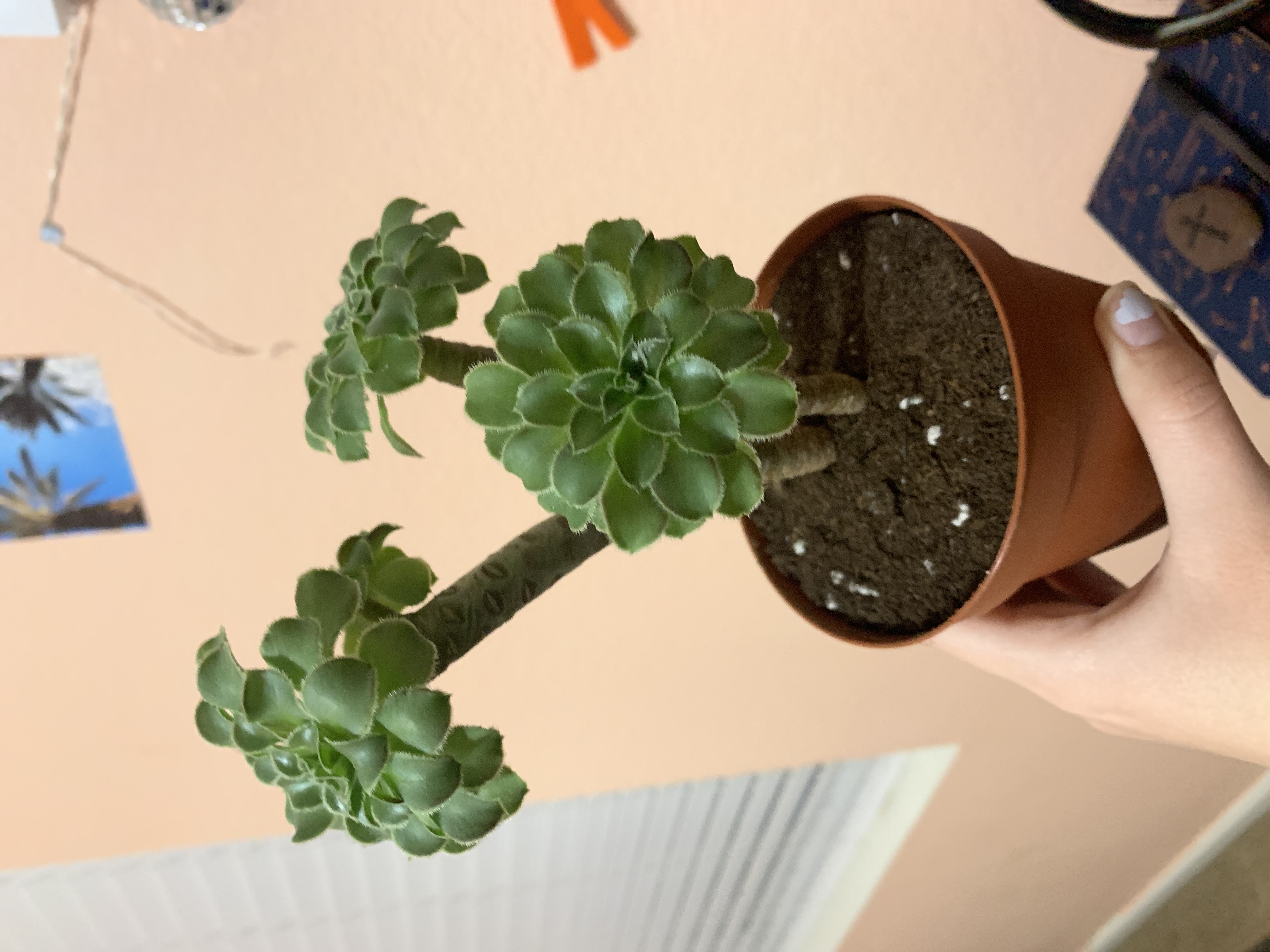 Tree Aeonium plant in a pot held by a hand, with visible soil and green, fleshy leaves.