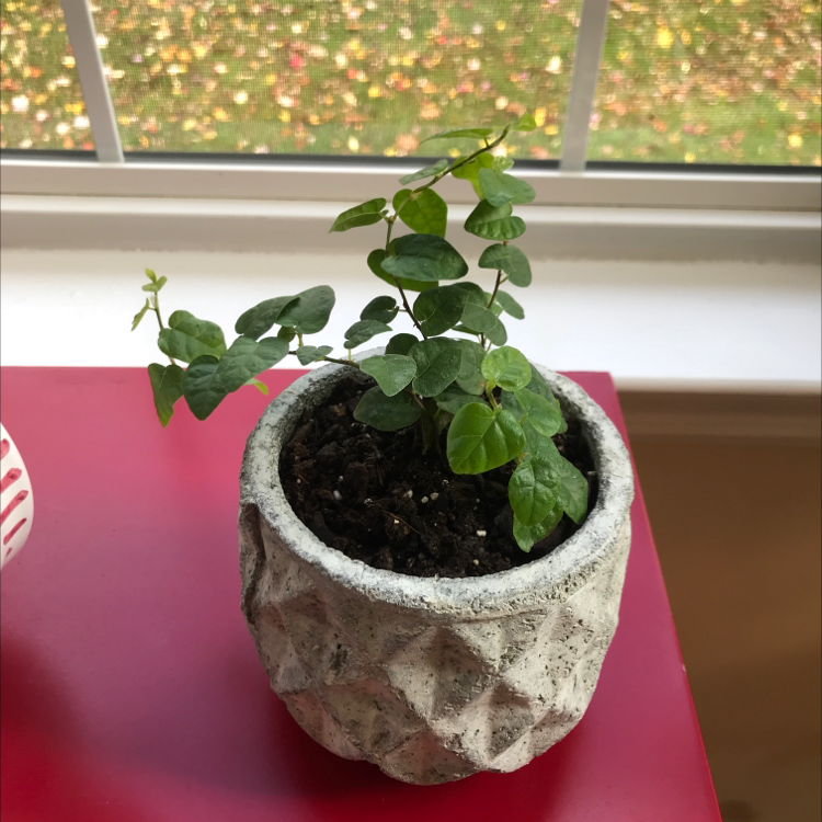A healthy creeping fig plant with vibrant green leaves growing in a stone pot, well-framed shot with sparkly decor in background.