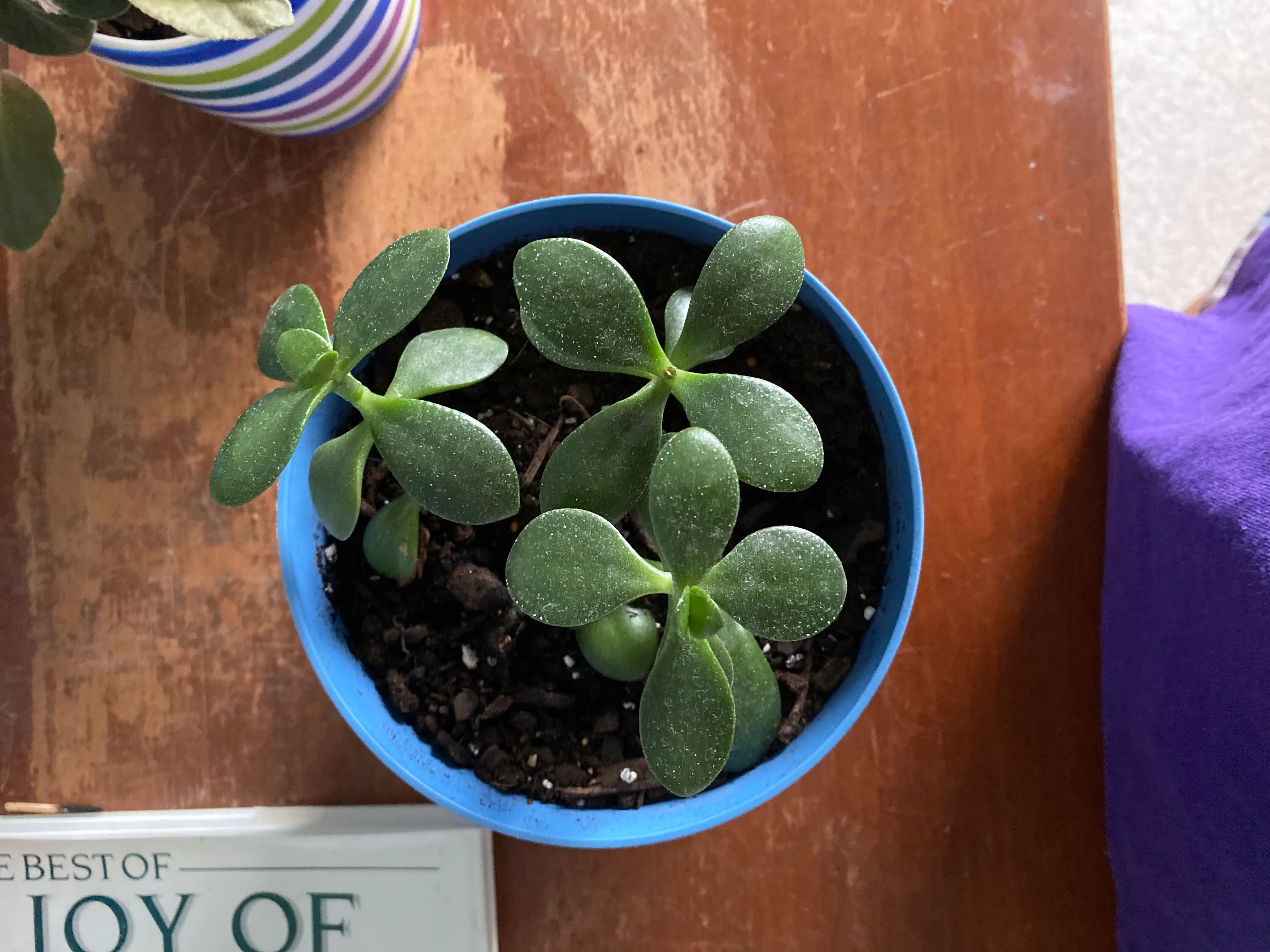 Photo of the plant species Boca rosa by @sarahgelinas named Remington on Greg, the plant care app