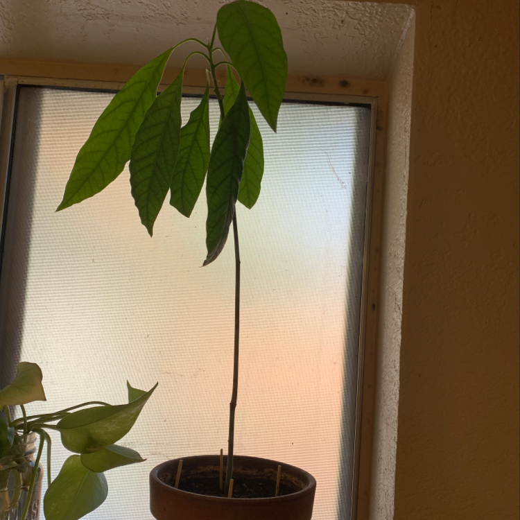 Healthy young avocado plant with glossy green leaves growing indoors in a brown pot in front of a window with blinds.