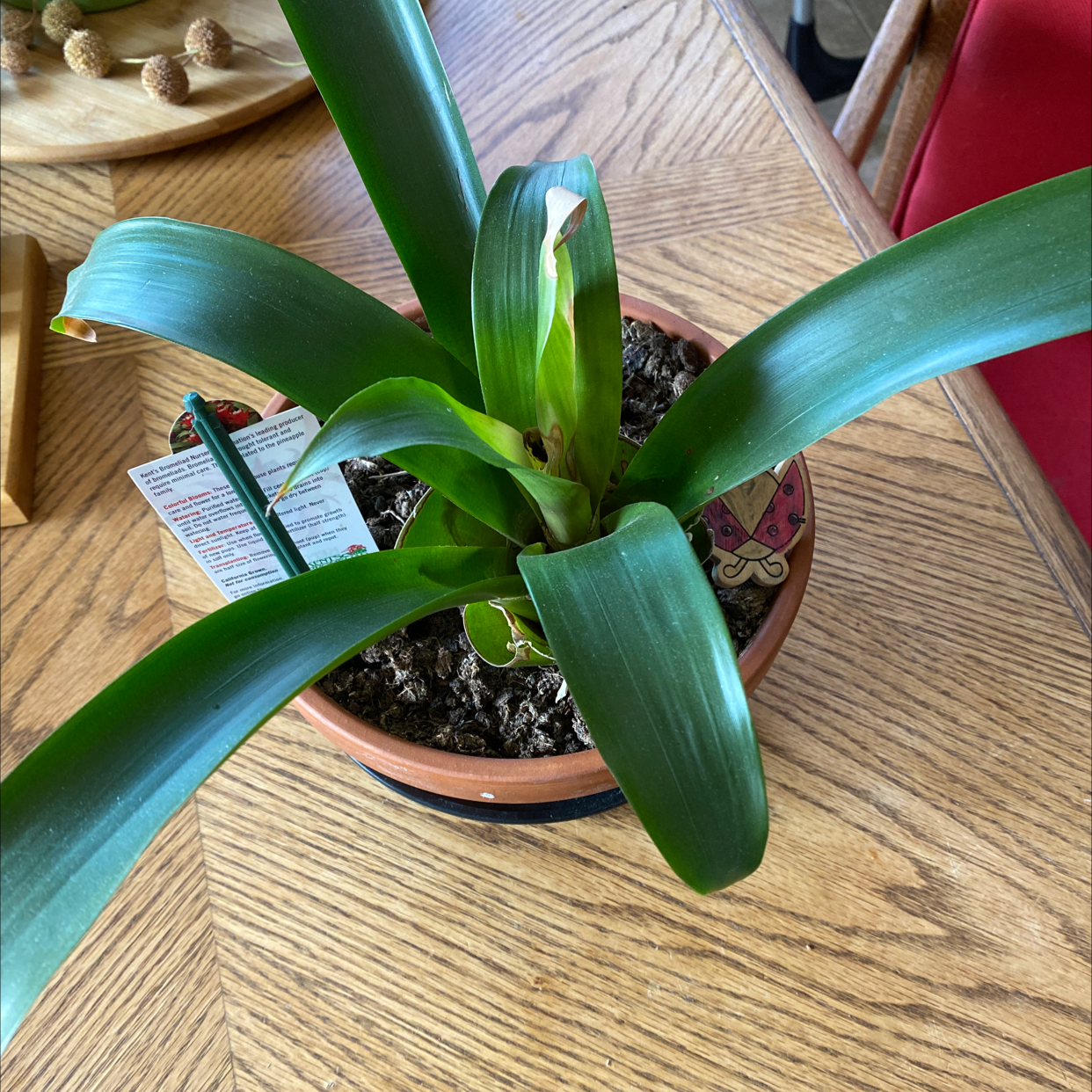 Healthy Droophead Tufted Airplant with long, slender green leaves in a small terracotta pot on a wooden table.