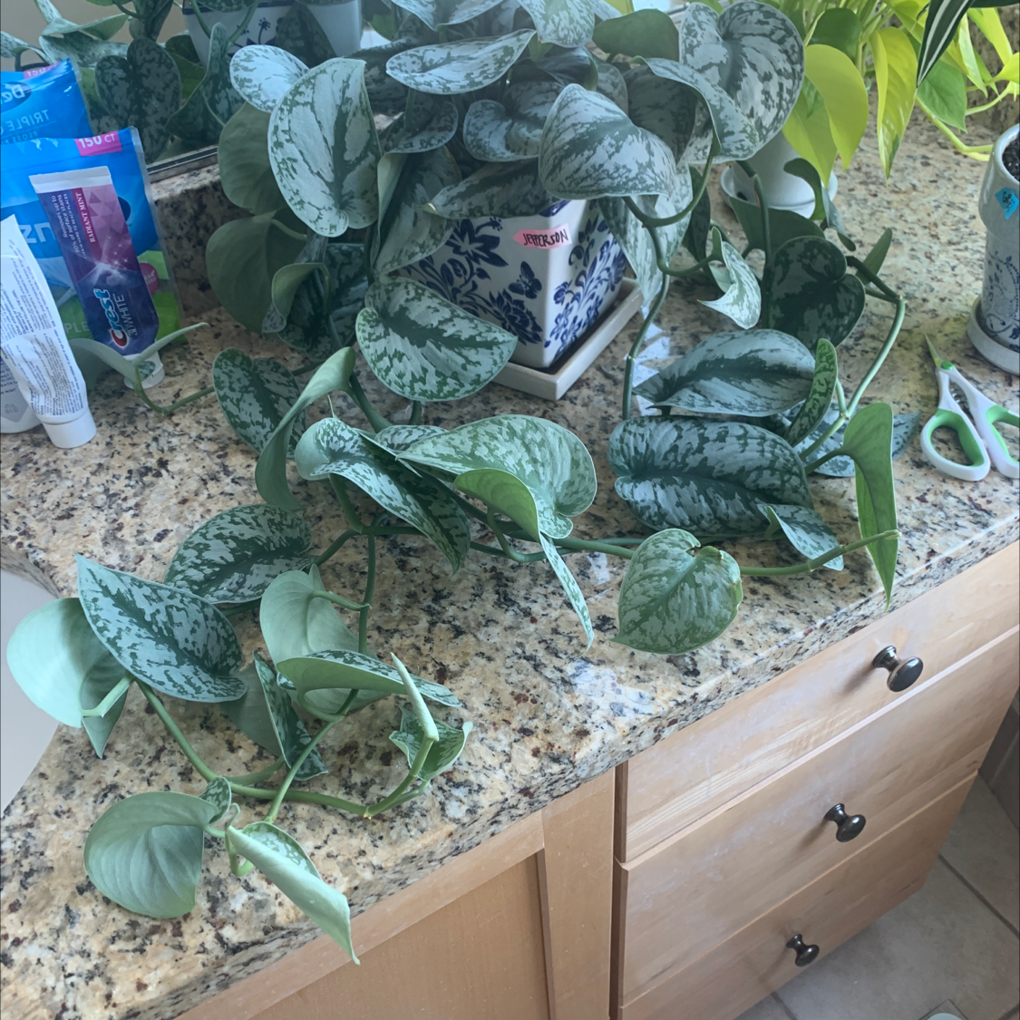 Multiple healthy Satin Pothos plants with silvery splashed leaves growing in a pot on a table.