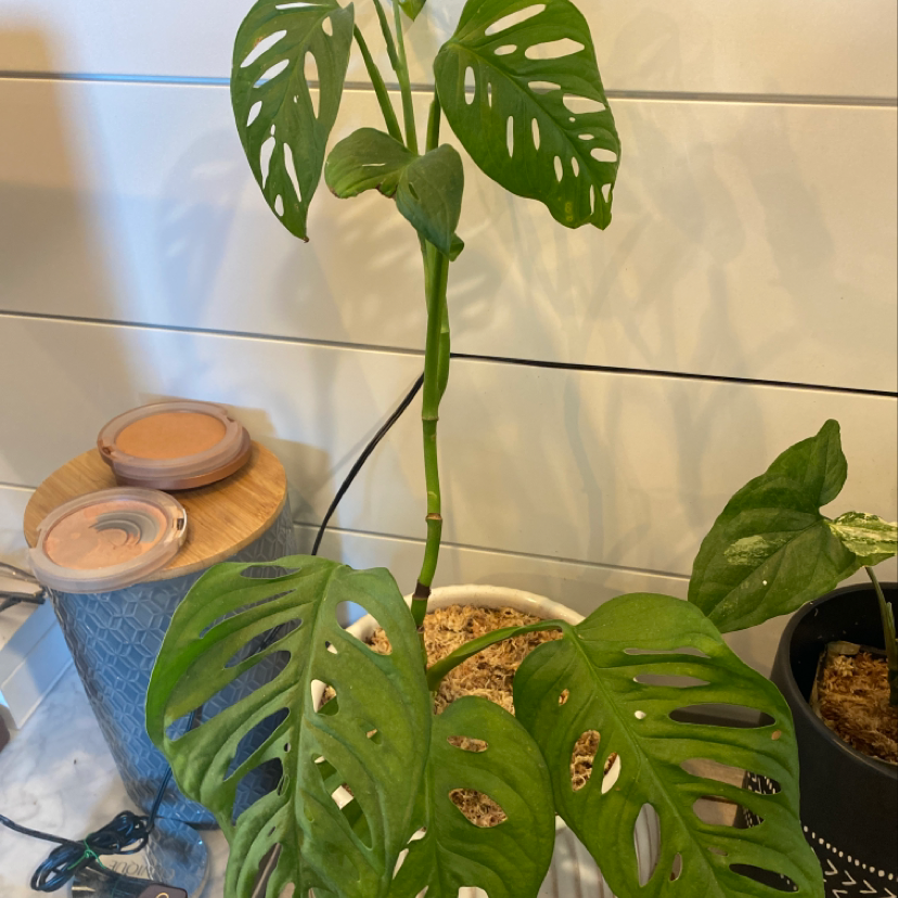 Healthy monstera deliciosa plant with vibrant split leaves in blue patterned pot on wooden surface with small plants and coasters.