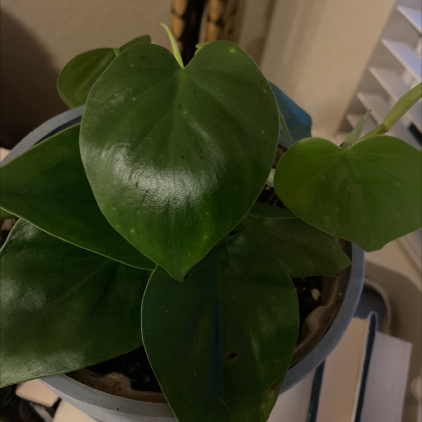 Plant care for Texas Laurel on Greg, the plant care app