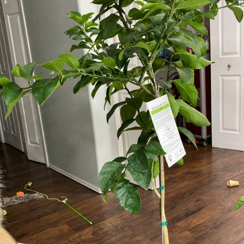 A lush, healthy Arabian Jasmine plant with vibrant green foliage, potted indoors and supported by a small trellis or pole.