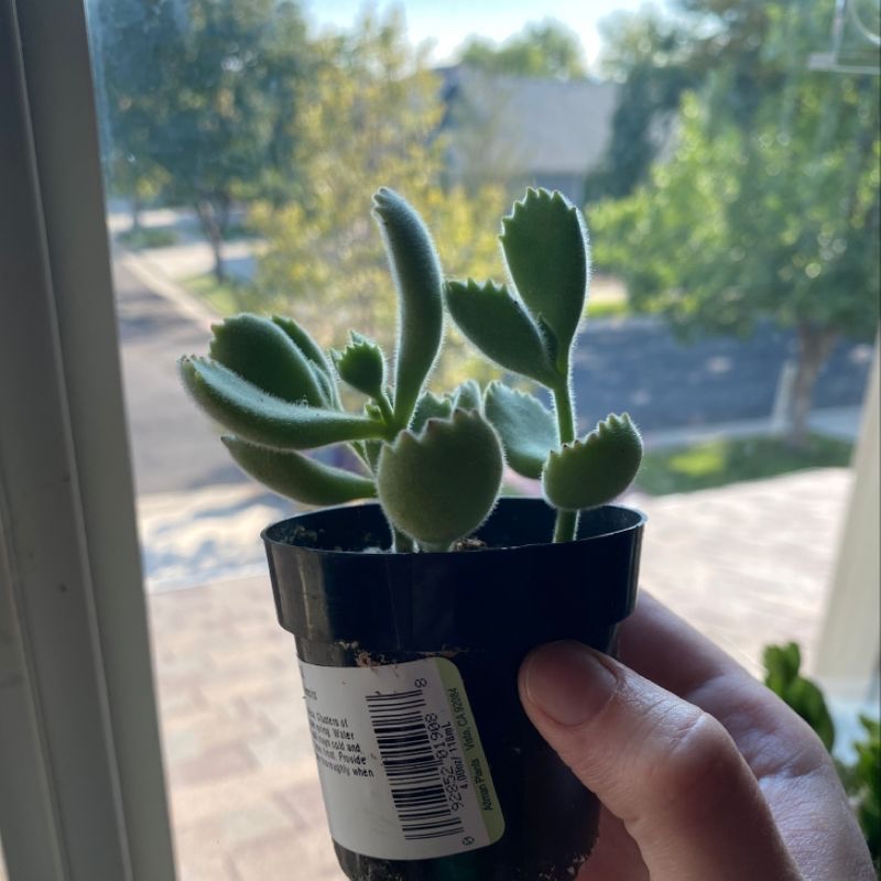 Bear's Paw plant in a black pot, held by a hand, with a blurred outdoor background.