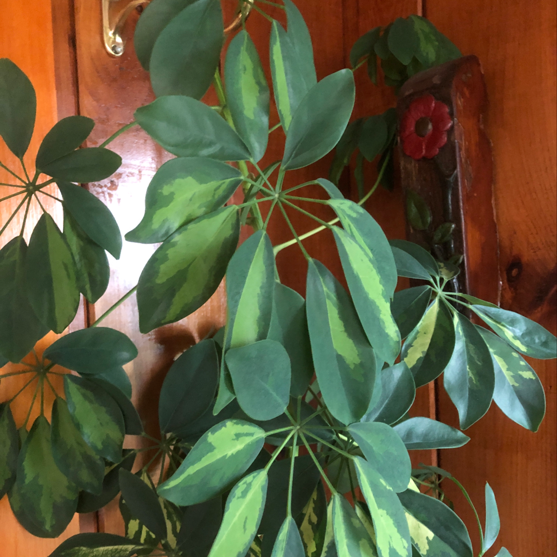 A healthy, thriving dwarf umbrella tree plant with lush green leaves, well-framed against a wooden background.