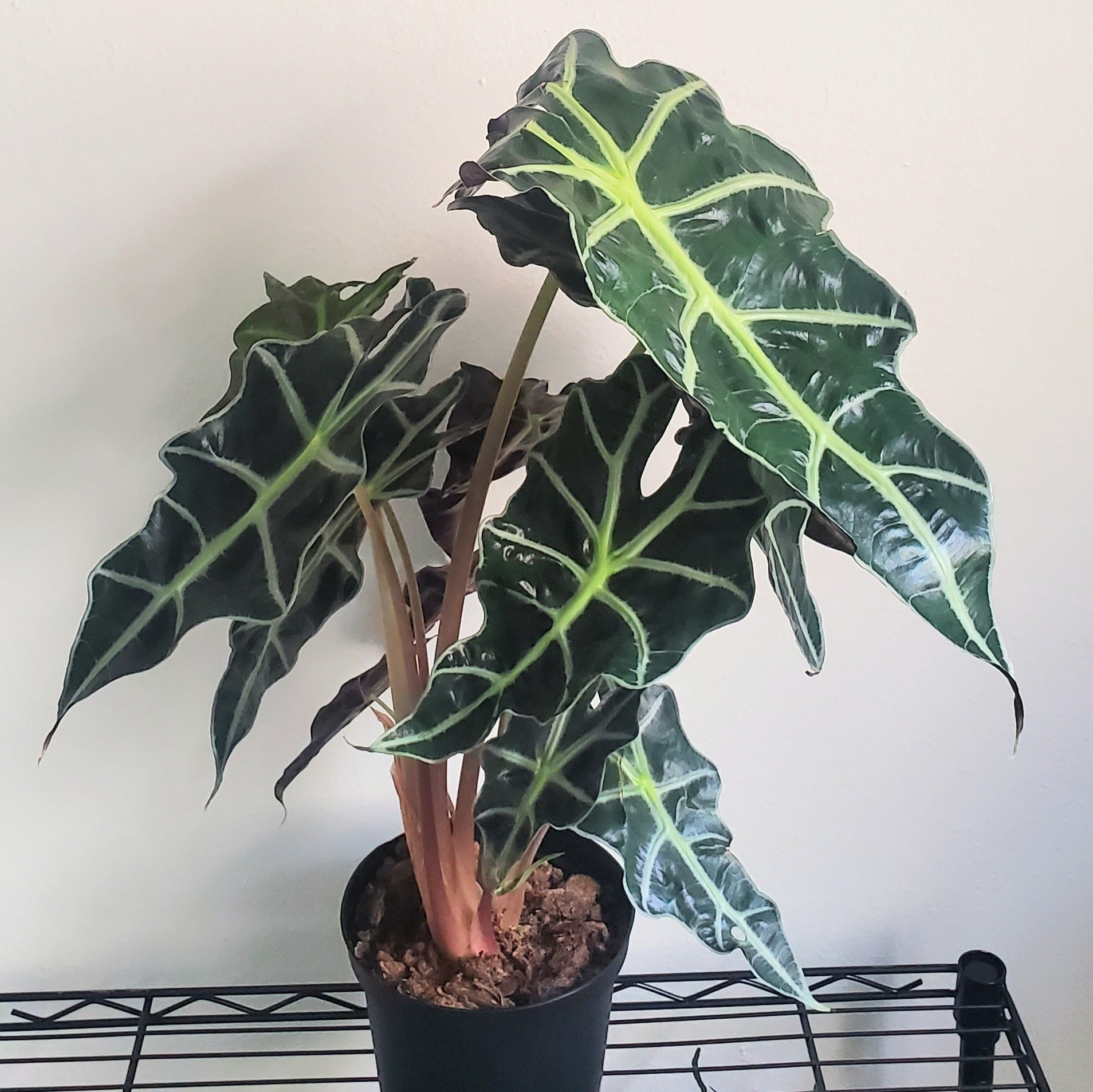 Dragon Tail Care 101: Water, Light & Growing Tips