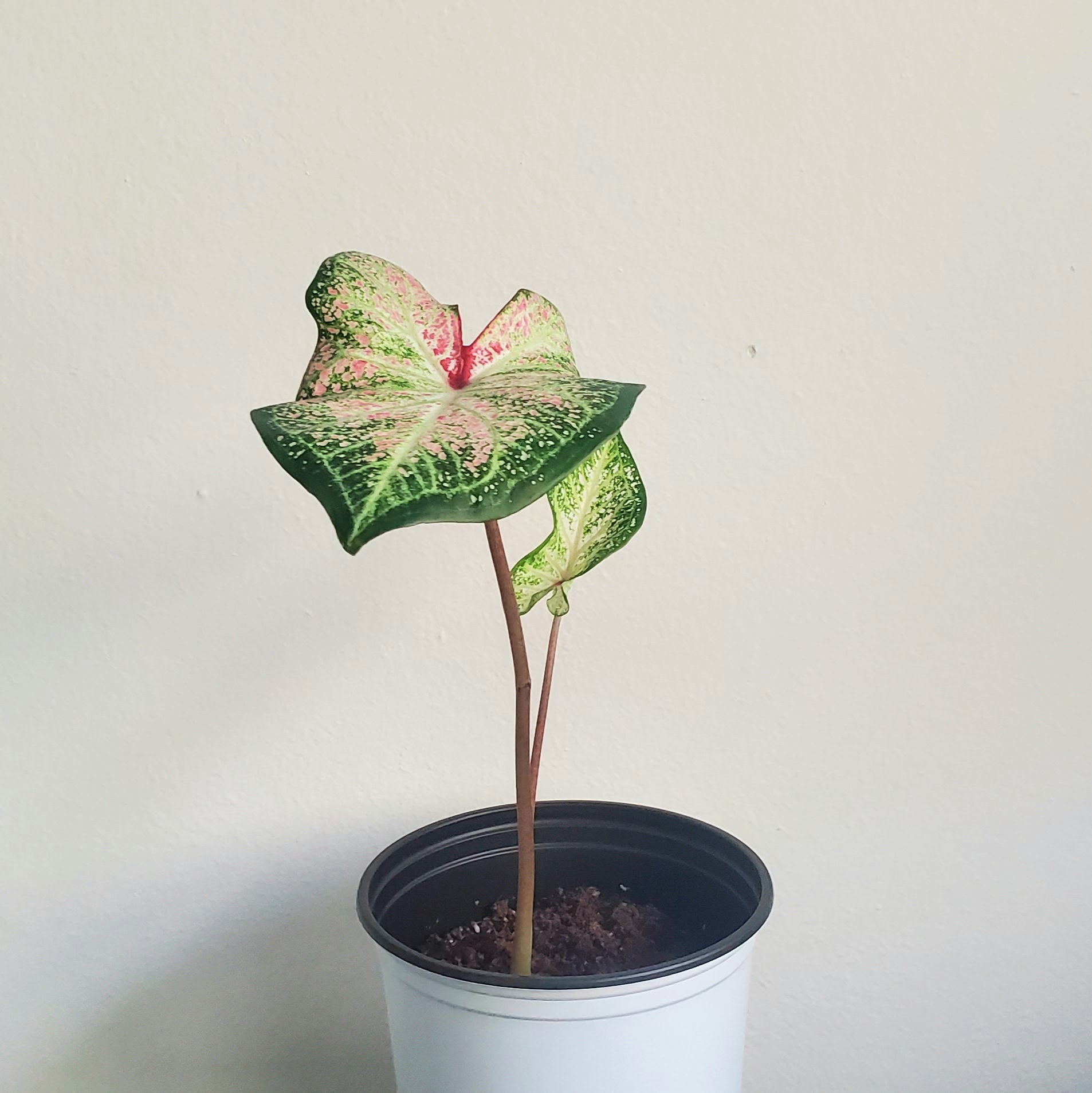 Plant care for Etlingera amomoides on Greg, the plant care app