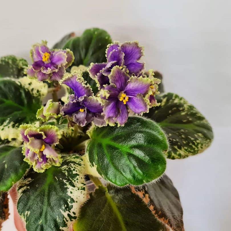 Photo of the plant species African Violet on Greg, the plant care app