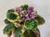 Calculate water needs of African Violet