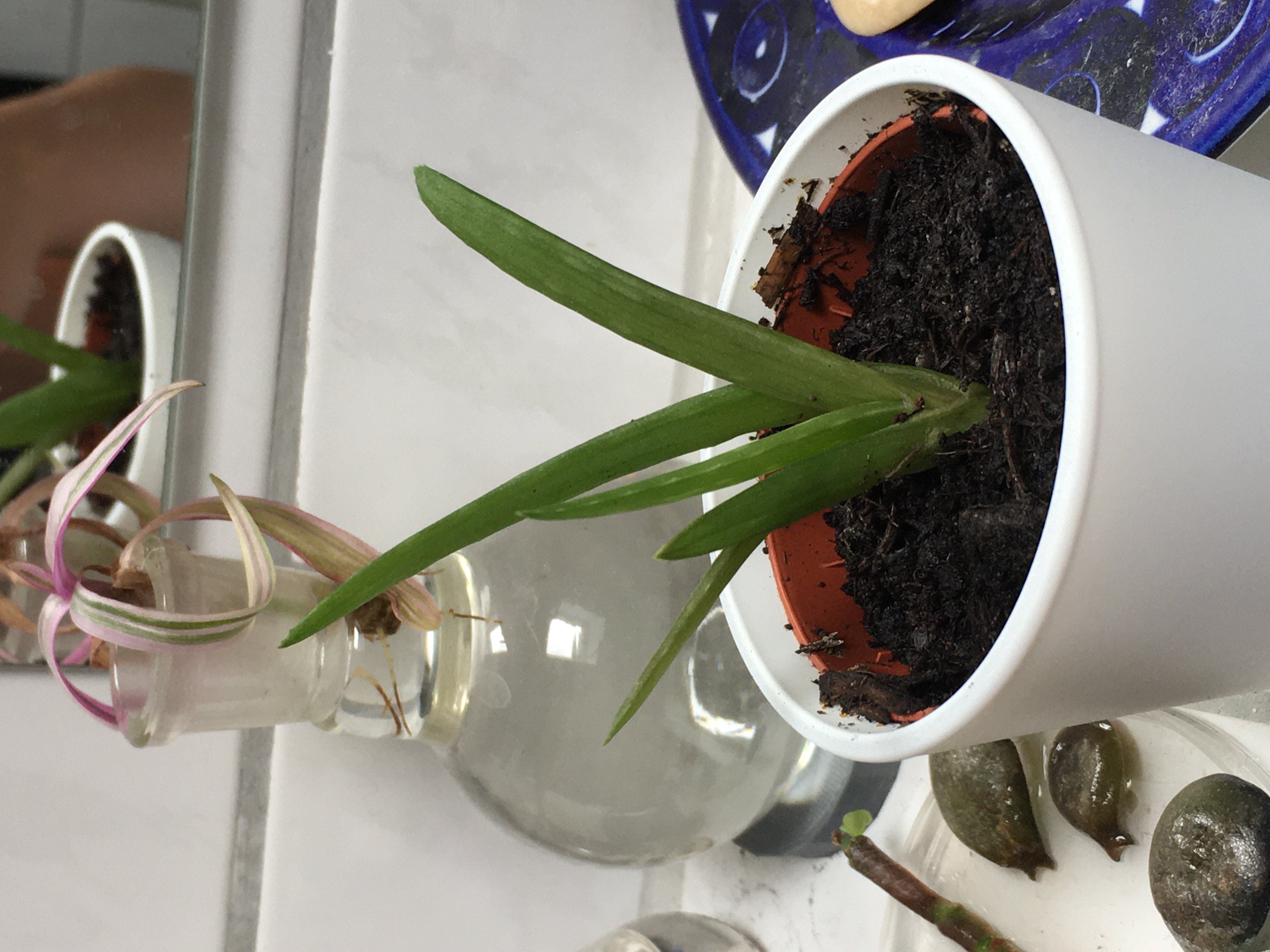 Photo of the plant species Candelabra Liveforever by Brigita named Aloe Son on Greg, the plant care app