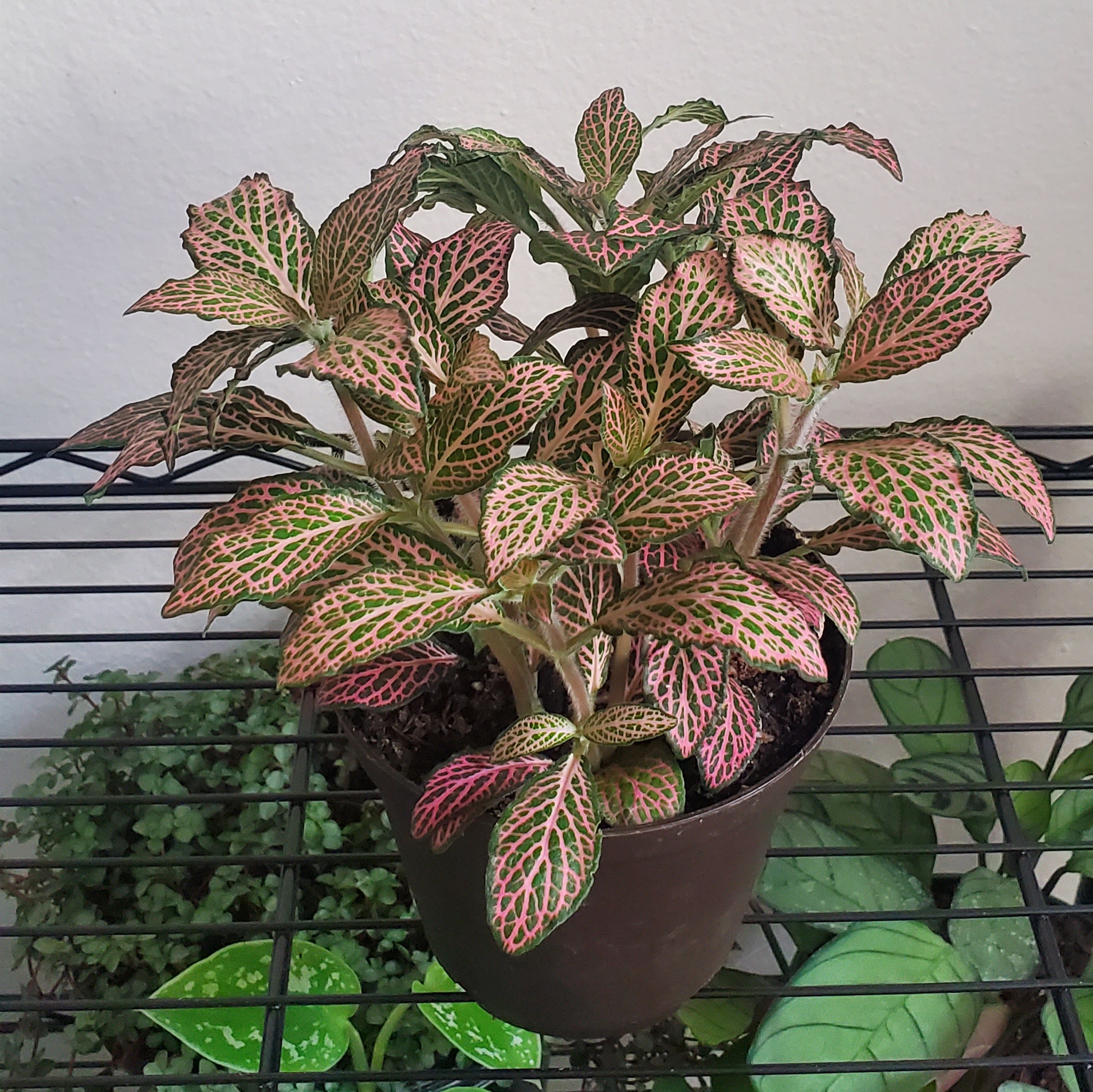 Photo of the plant species Chocolate Plant by Aimee named Anerveplant on Greg, the plant care app