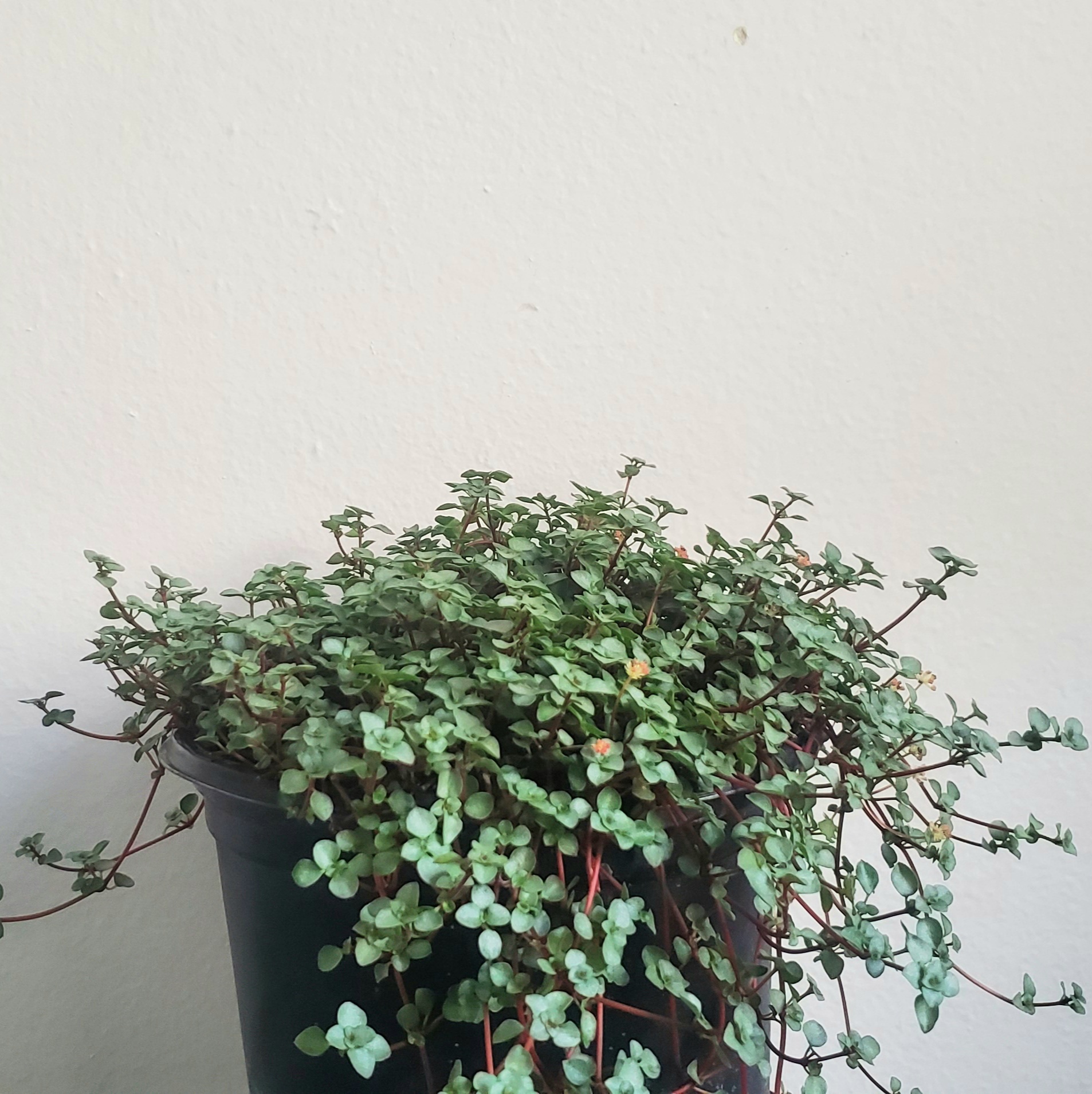 Photo of the plant species Kapoho Fire by Aimee named Apiliaglauca on Greg, the plant care app