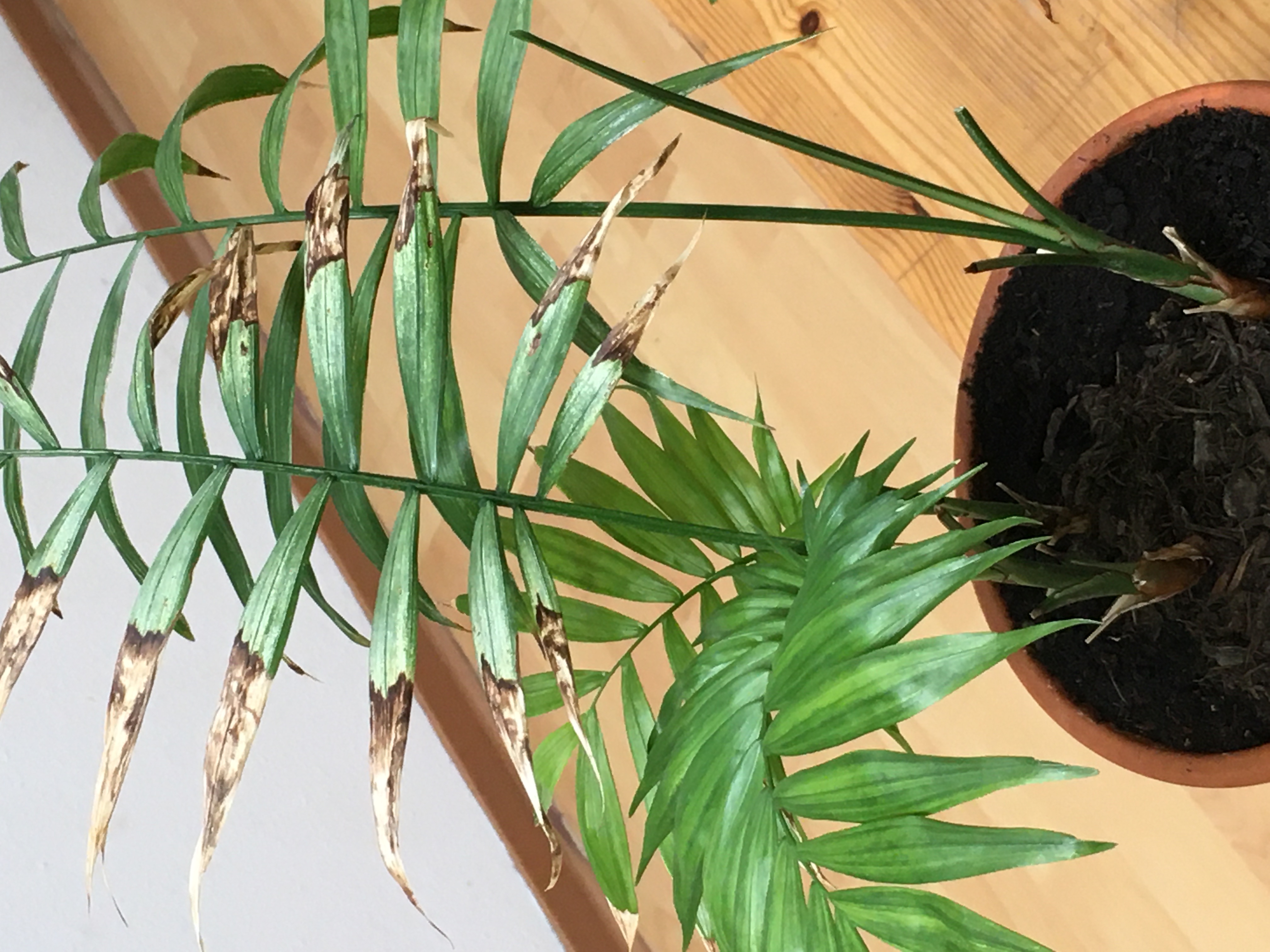 Photo of the plant species easy pick gold zucchini by Brigita named Areca S on Greg, the plant care app