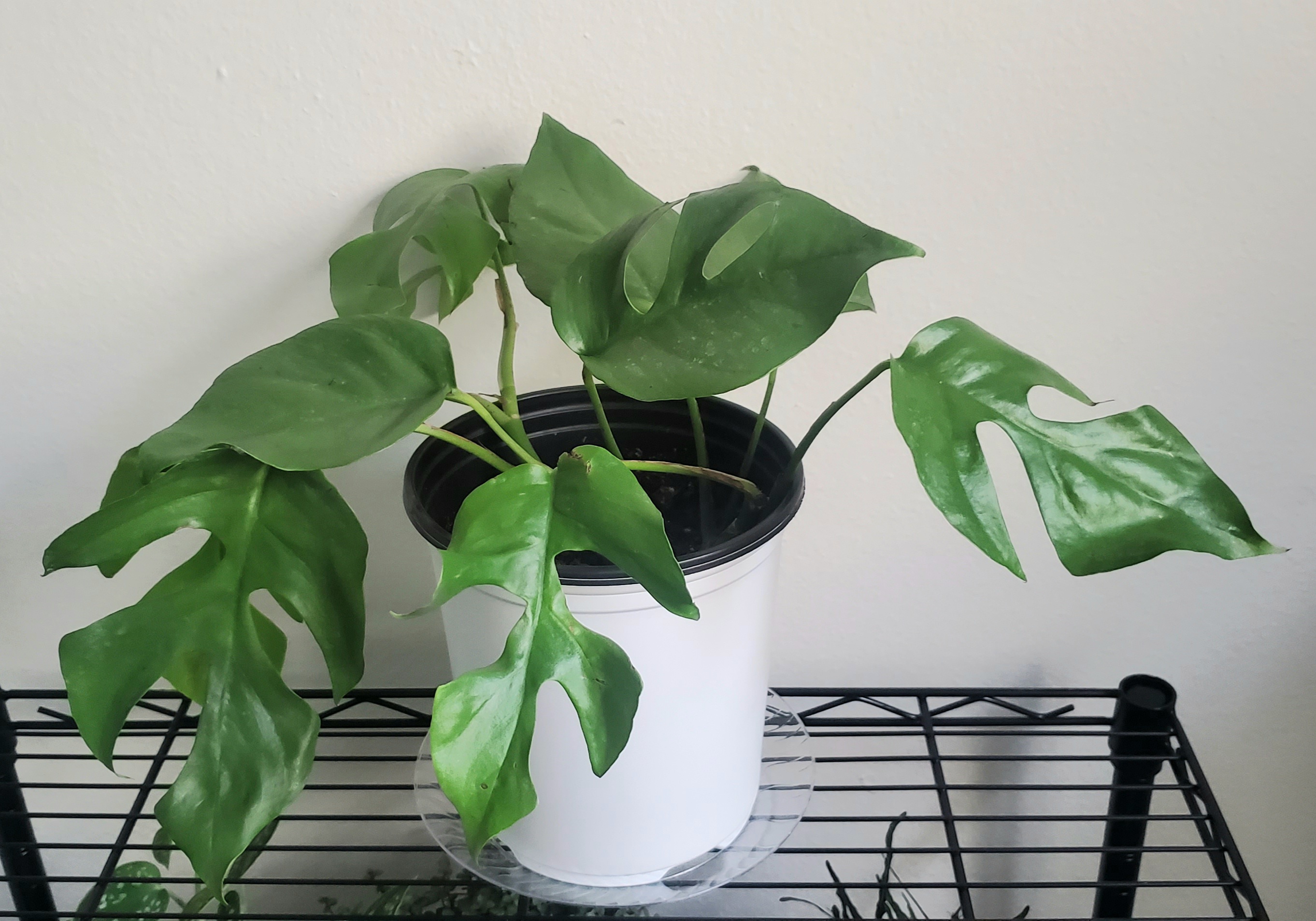 Photo of the plant species Magnolia by Aimee named ARhapidophoraT on Greg, the plant care app