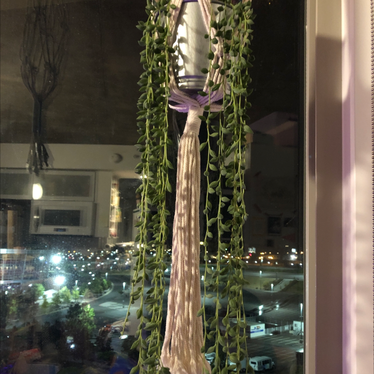 Hanging String of Watermelons plant with small, oval-shaped leaves in front of a nighttime city view.