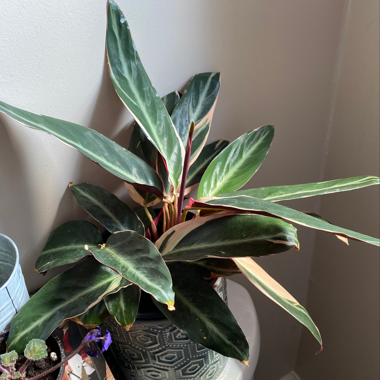 Never Never Plant with broad, dark green leaves featuring lighter green stripes in a pot indoors.