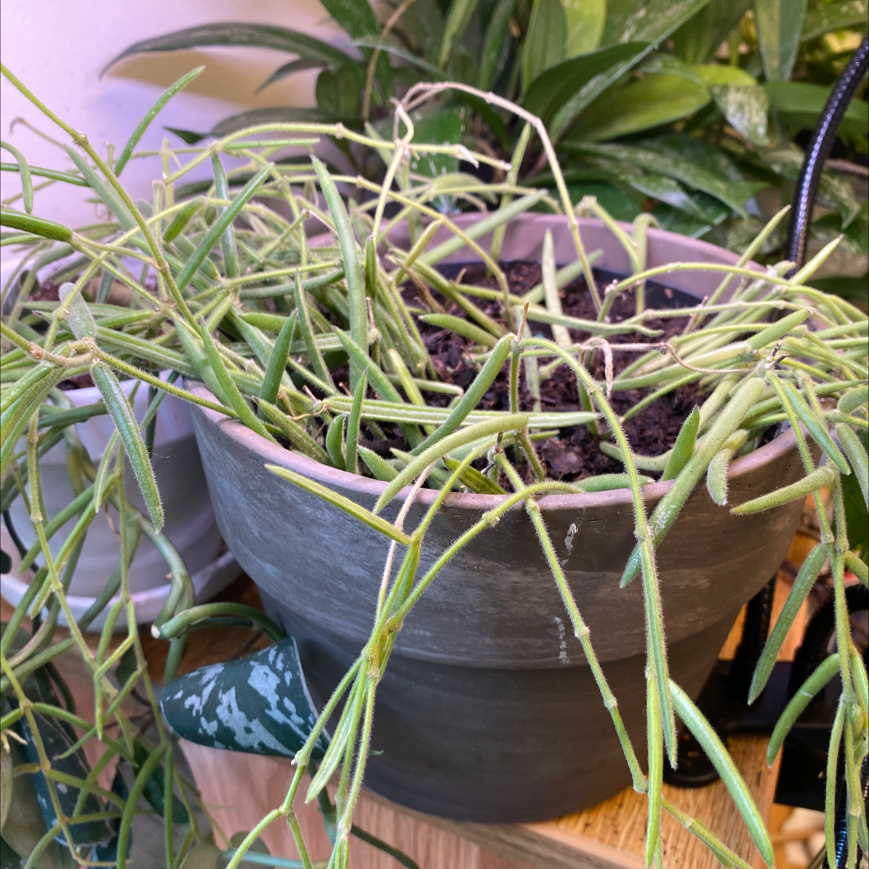 Mistletoe Cactus in a pot with visible soil and some wilting stems.