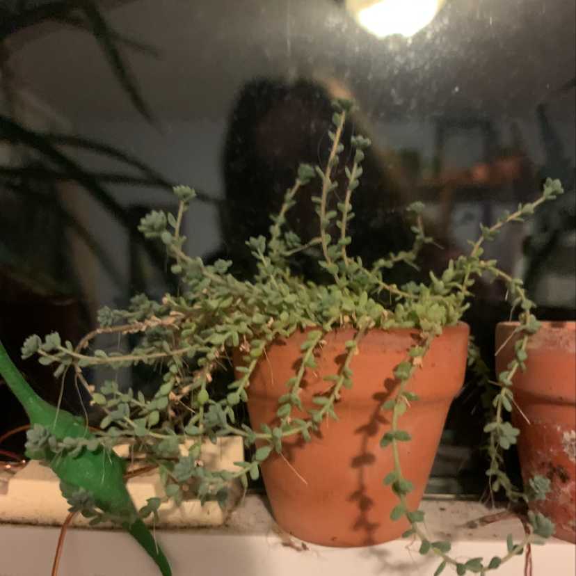 Photo of the plant species Lady Valentine by Kaley named Your plant on Greg, the plant care app