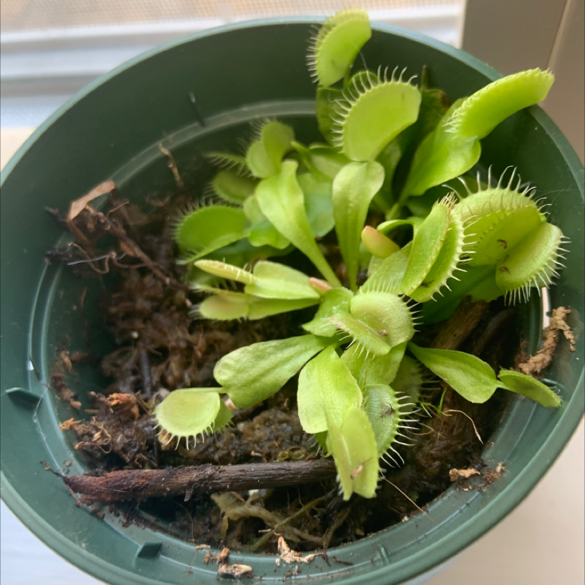 Venus Fly Trap in a small pot with visible soil and healthy green leaves.