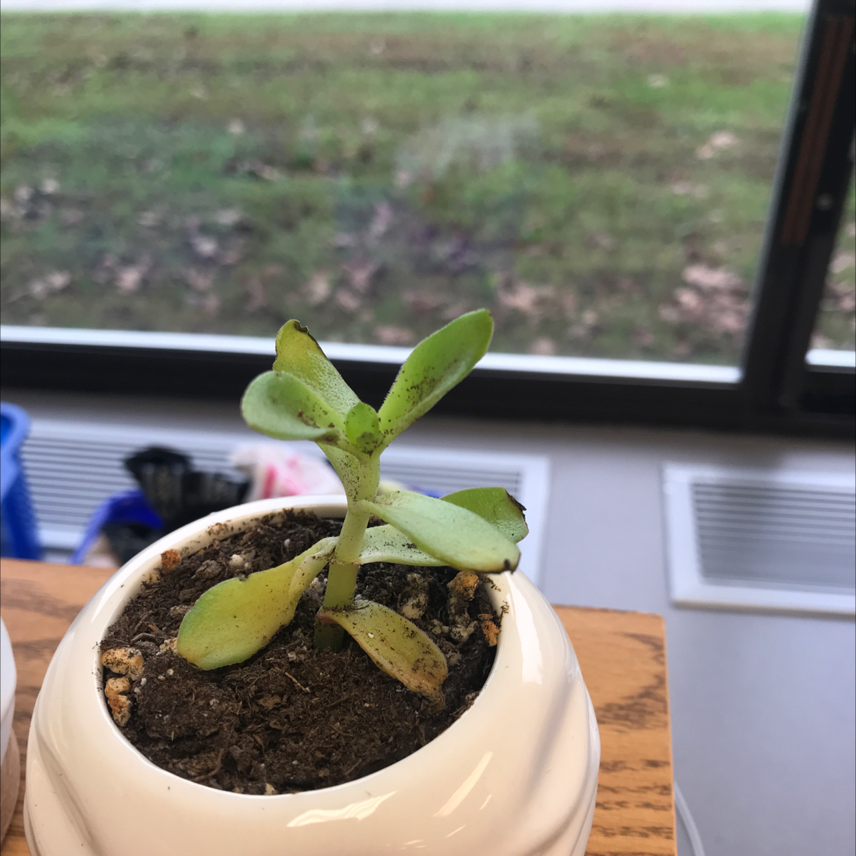 Closeup of a healthy Crassula pellucida succulent plant with thick, heart-shaped leaves growing in a small white pot with dark soil.
