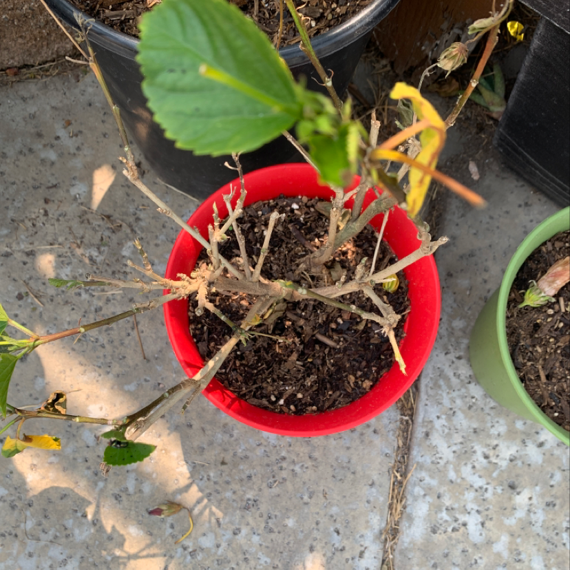 Photo of the plant species Coconut Coast by Alyssa named Red hibi on Greg, the plant care app