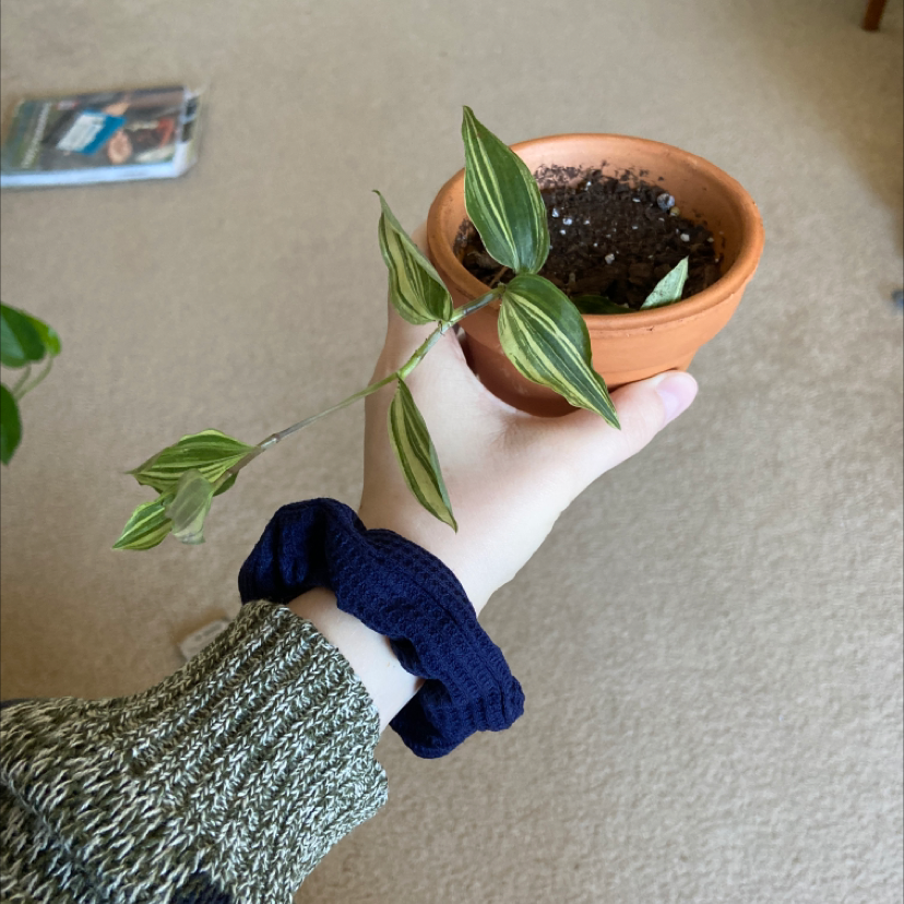 A hand holding up a healthy small-leaf spiderwort plant in a terracotta pot, showcasing its vibrant green foliage.