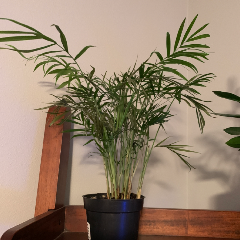 Plant care for choco empress on Greg, the plant care app