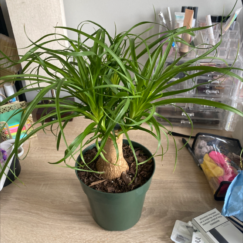 Healthy ponytail palm plant with long, thin, arching green leaves emerging from a central woody stem in a green plastic pot.