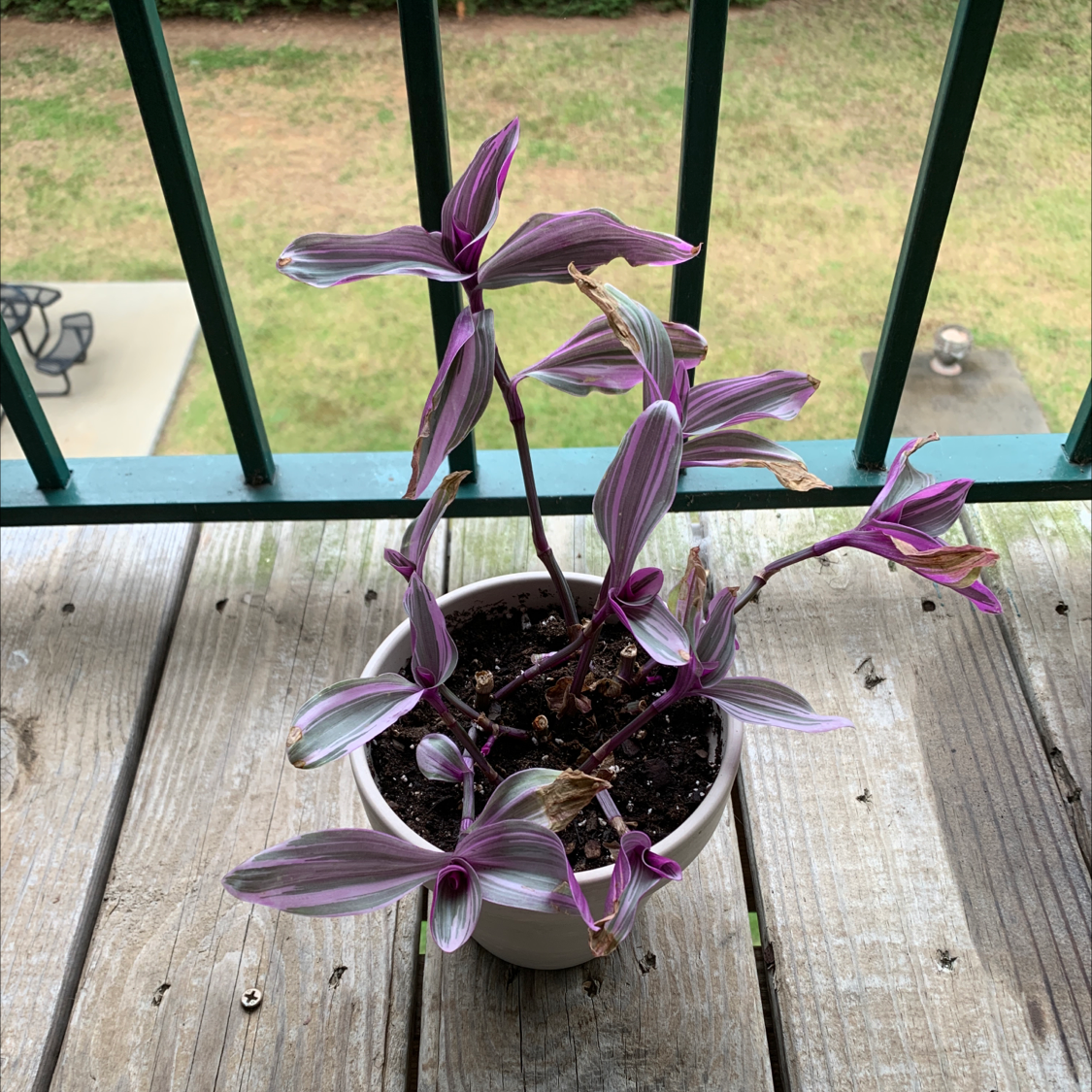 Healthy Tradescantia zebrina plant with long trailing purple and silver striped leaves, growing in a white pot on a wooden deck.
