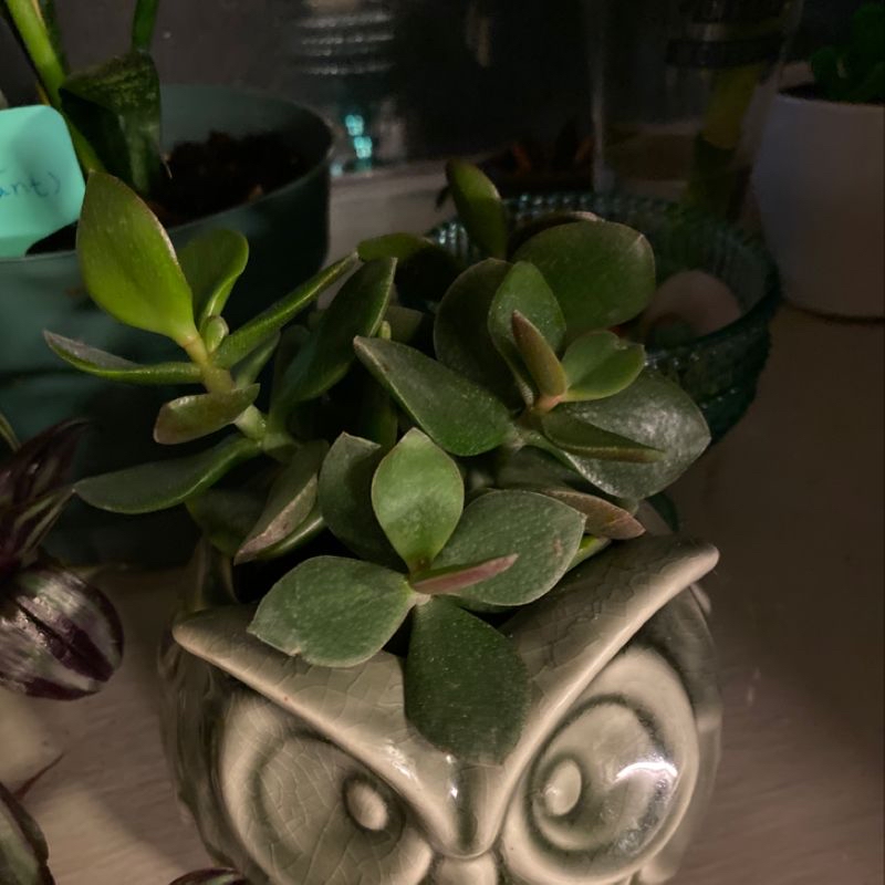 Photo of the plant species Varigated Setcreasea by Ruth named Emi on Greg, the plant care app