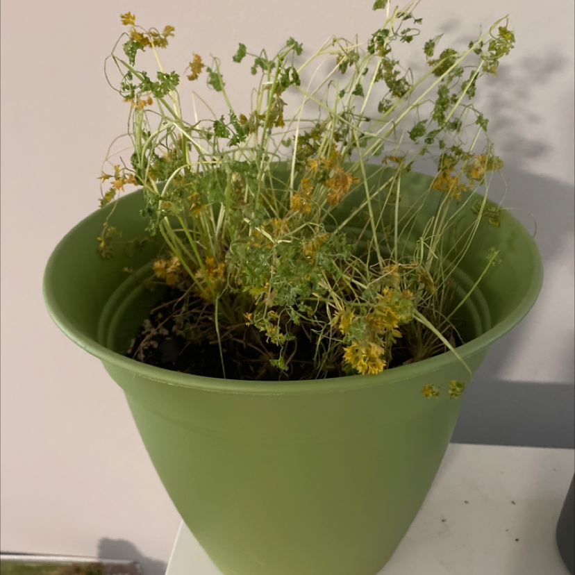 Why Are There Brown Spots on My Italian Parsley Leaves?