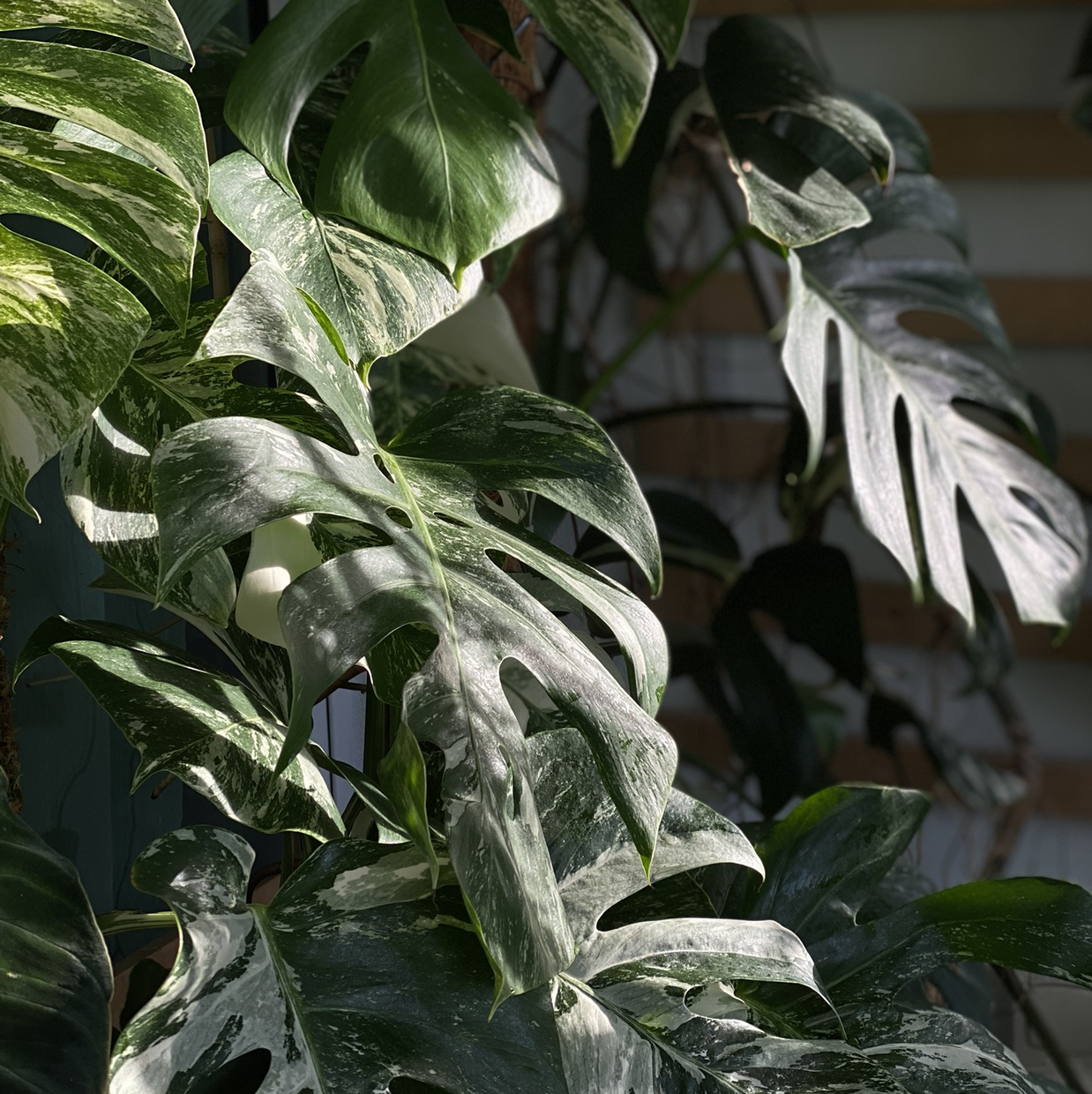 Close-up of a healthy Monstera deliciosa plant with large, glossy leaves featuring characteristic fenestrations. Some leaf tips show slight browning.