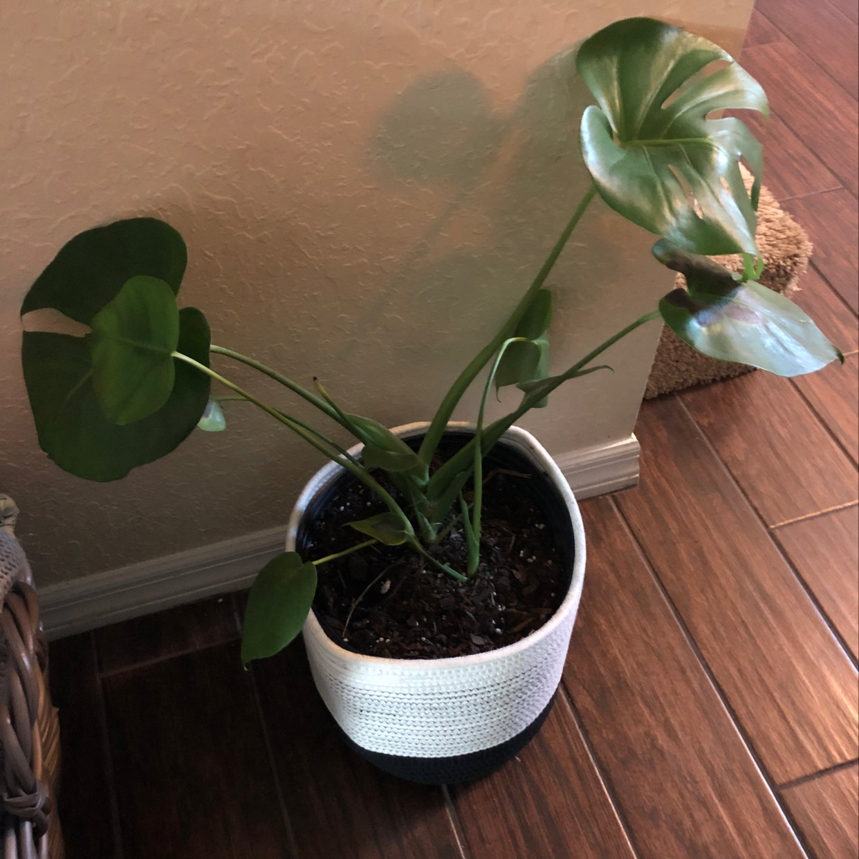 Healthy Painter's Palette plant in white ceramic pot on wooden surface, with glossy green heart-shaped leaves.