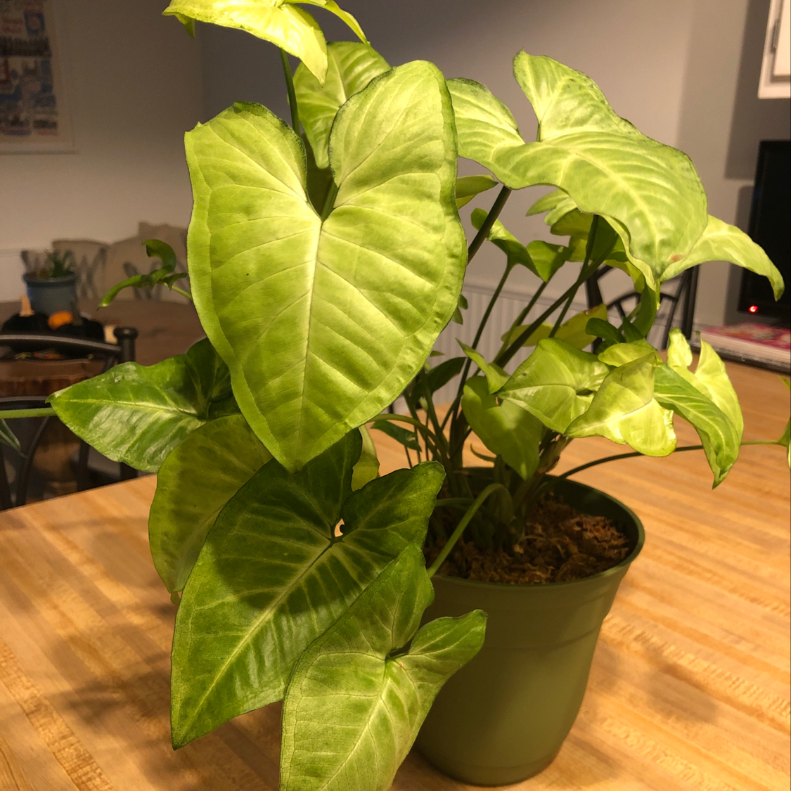 A healthy, vibrant green Arrowhead Plant with variegated leaves in a green plastic pot, photographed in a home setting.
