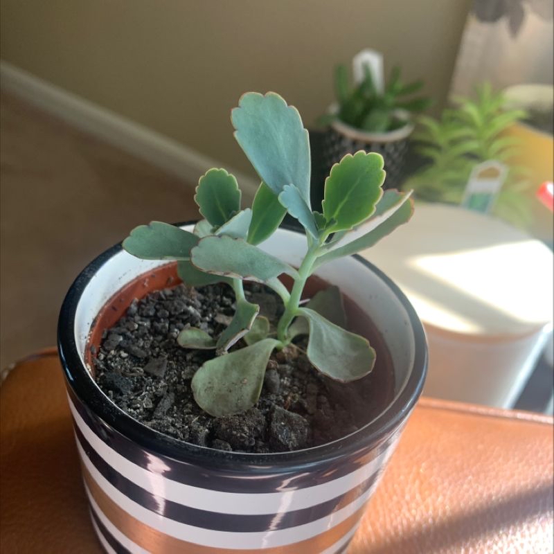 Healthy Showy Stonecrop succulent with thick green leaves planted in a small striped ceramic pot, well-framed photo.