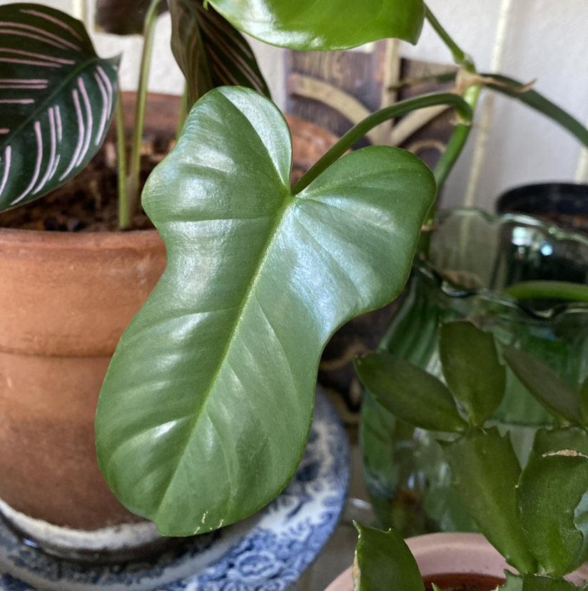 Healthy Blushing Philodendron with vibrant green heart-shaped leaves growing in a terra cotta pot.