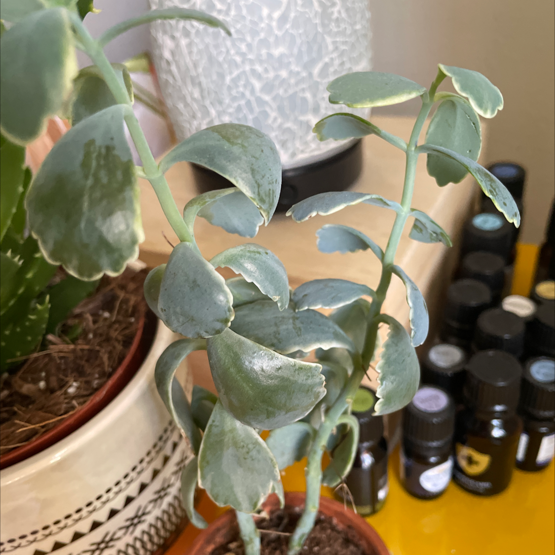 Lavender Scallops plant with thick, scalloped leaves in a pot with visible soil.