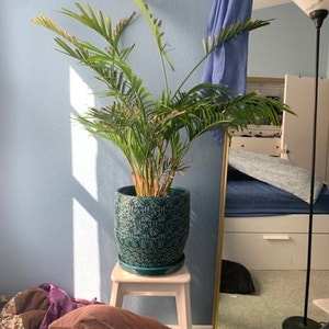 Cat Palm plant photo by @Heather named Harmony on Greg, the plant care app.